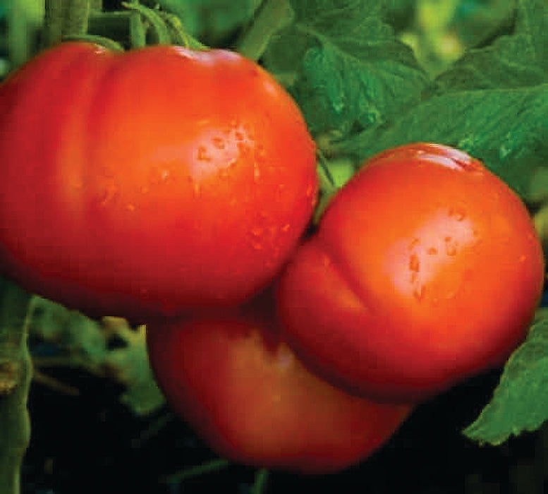 Goliath Italian Hybrid Tomato Seeds
