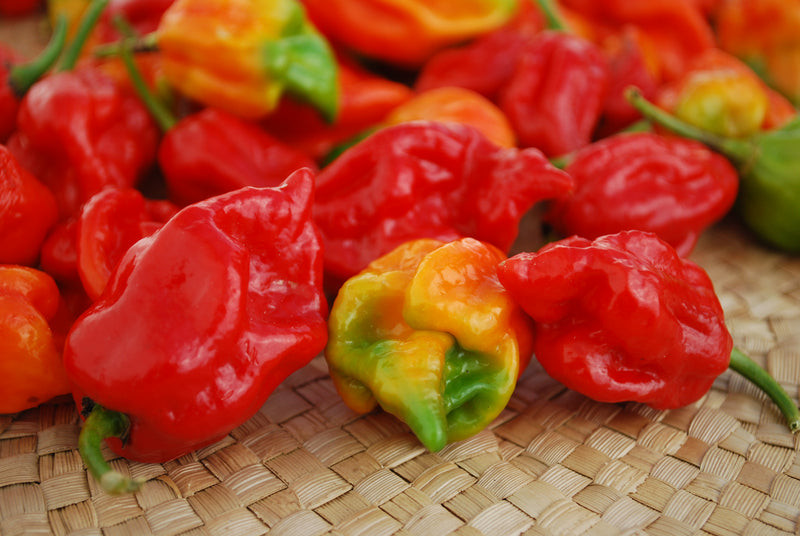 Bulk: Trinidad Moruga Scorpion Hot Pepper Seeds