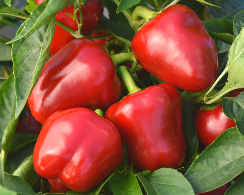 red pepper seeds for planting Snackabelle Red Hybrid Pepper Seeds — Seeds 'n Such