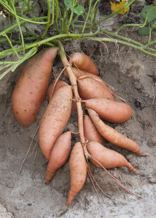 Vardaman Sweet Potato Plants | Ships Separately
