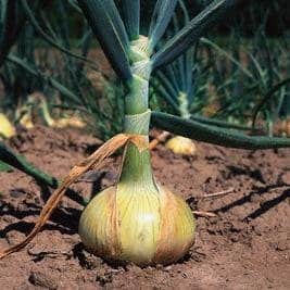 Bulk: Walla Walla Sweet Onion Seeds