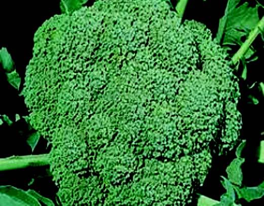 Bulk: Waltham 29 Broccoli Seeds
