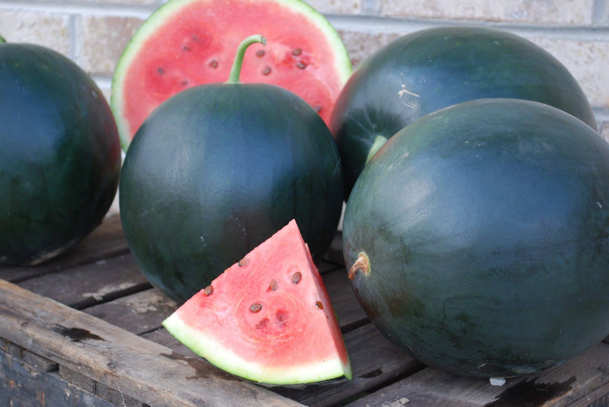 Blacktail Mountain Watermelon Seeds