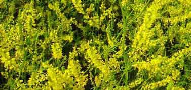 Yellow Blossom Sweet Clover