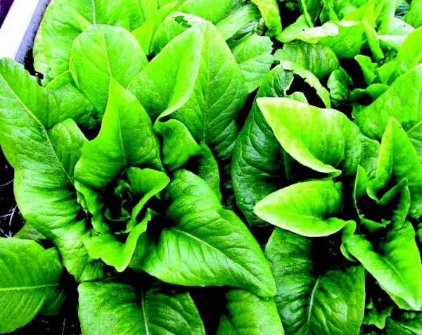 Bulk: Amish Deer Tongue Lettuce Seeds