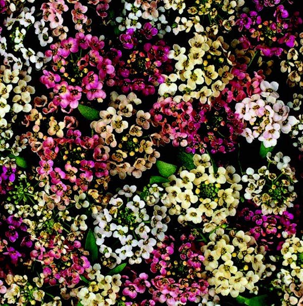 Bulk: Aphrodite Mix Alyssum Seeds