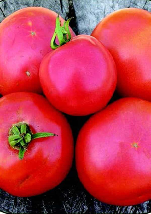 Arkansas Traveler Tomato Seeds