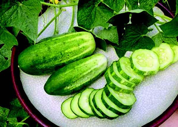 Organic Non-GMO H19 Little Leaf Cucumber