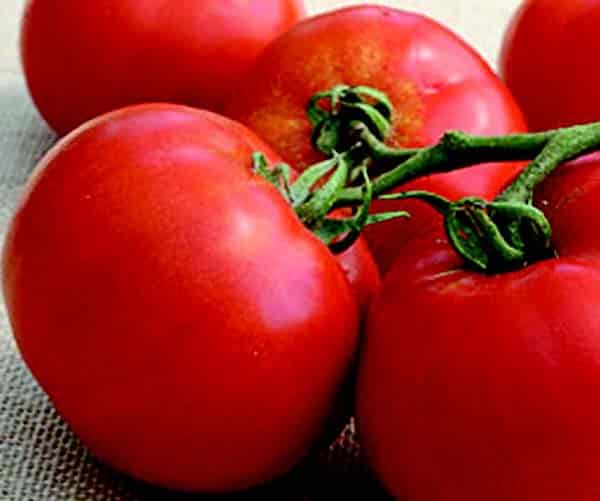 Bulk: BHN 589 Hybrid Tomato Seeds