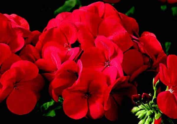 geranium seeds near me Big Red Hybrid Geranium Seeds — Seeds 'n Such