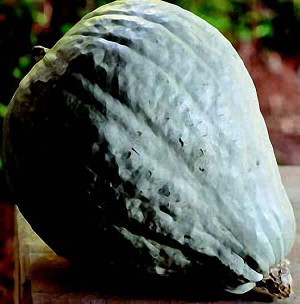 Bulk: Blue Hubbard Winter Squash Seeds