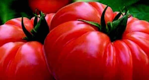 Bulk: Buffalosteak Hybrid Tomato Seeds