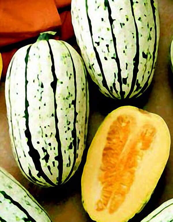 Bush Delicata Winter Squash Seeds — Seeds N Such 2393