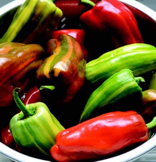 Bulk: Candy Cane Red Hybrid Pepper Seeds