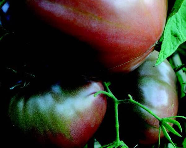 Bulk: Carbon Tomato Seeds
