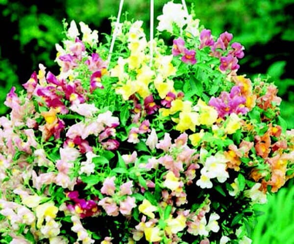 snapdragon hanging plant Cascading Lantern Hybrid Mix Snapdragon Seeds