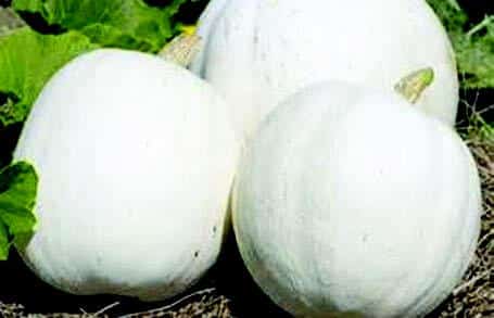 Bulk: Casper Pumpkin Seeds