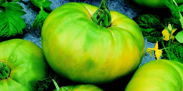 Bulk: Chef's™ Choice Green Hybrid Tomato VFT