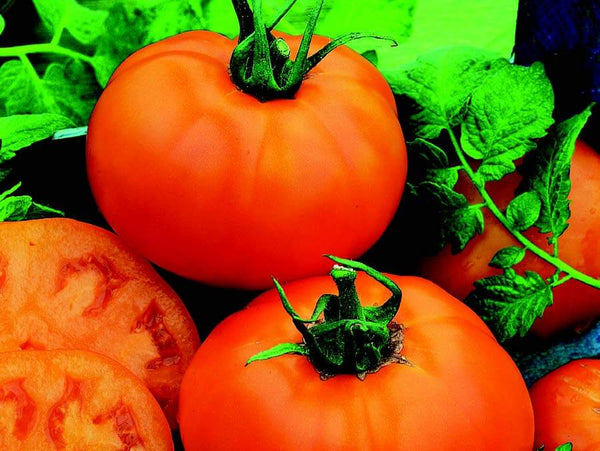 Chef's Choice Black Hybrid Tomato Seeds — Seeds 'n Such