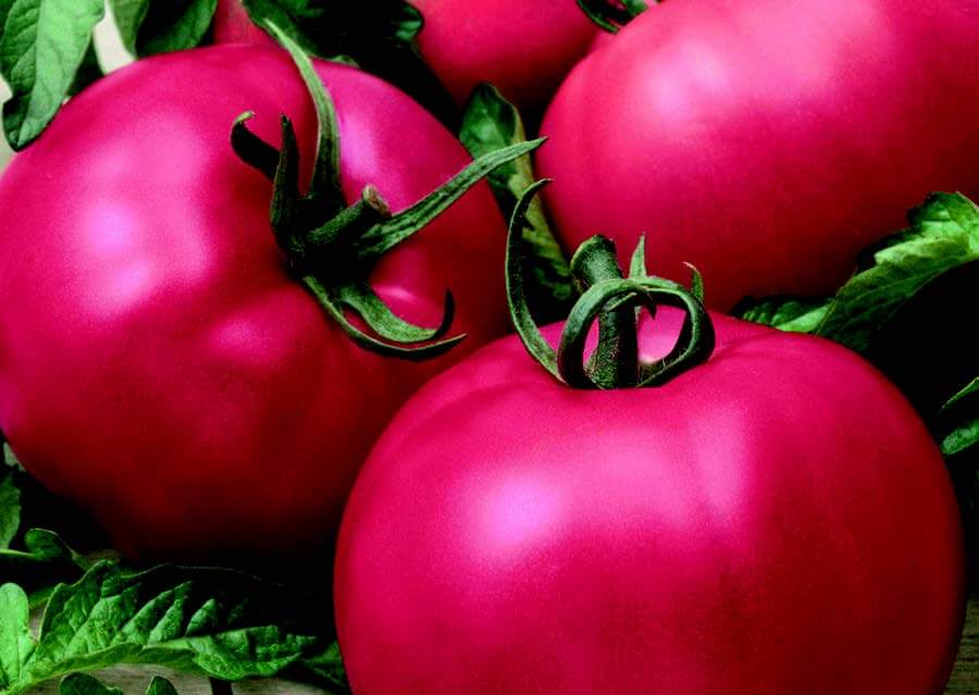 Chef's Choice Pink Hybrid Tomato Seeds