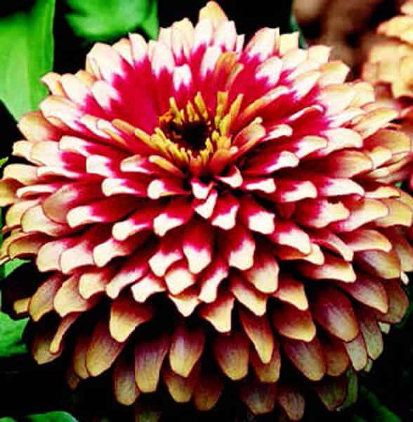 Bulk: Swizzle Series Cherry & Ivory Zinnia Seeds
