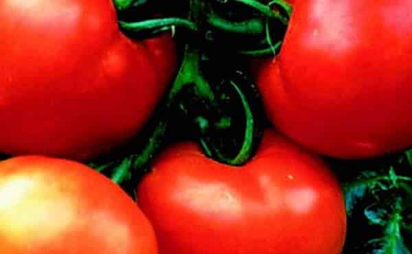 Cobra Greenhouse Hybrid Tomato VFFTSt