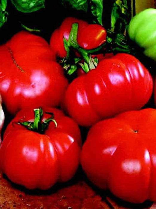 Bulk: Costoluto Genovese Tomato Seeds