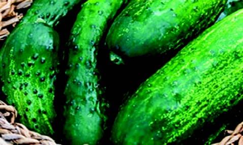 Bulk: County Fair Improved Hybrid Cucumber Seeds