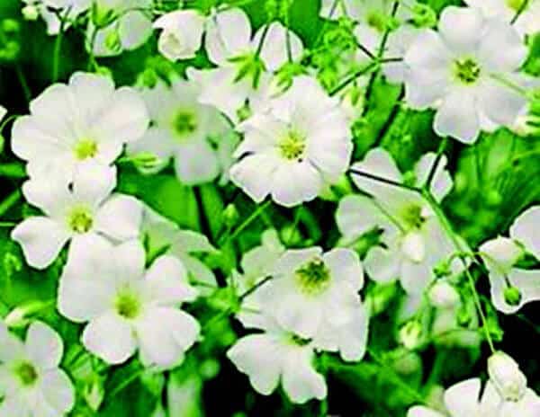 gypsophila covent garden seeds Covent Garden Baby's Breath Seeds