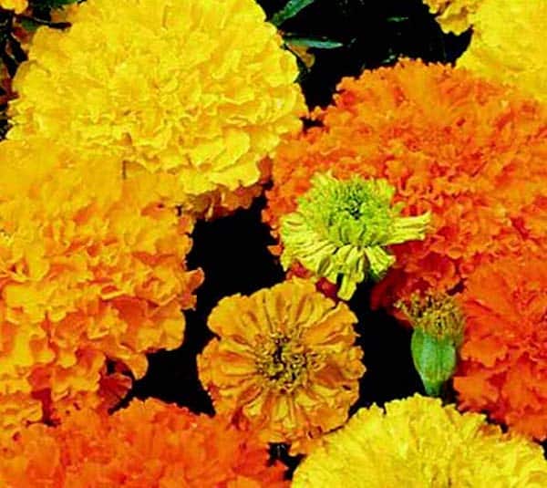 Bulk: Crackerjack Mix Marigold Seeds — Seeds 'n Such