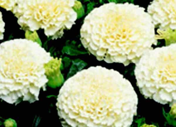 Bulk: Creamy White Marigold Seeds