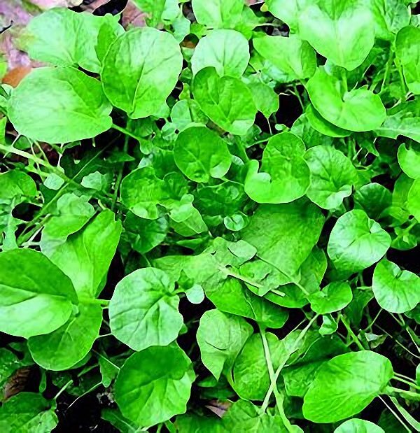 cress plant seeds Upland Cress Seeds — Seeds 'n Such