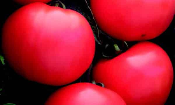 BlushingStar Tomato (F1 Hybrid 70-75 Days) – Pinetree Garden Seeds