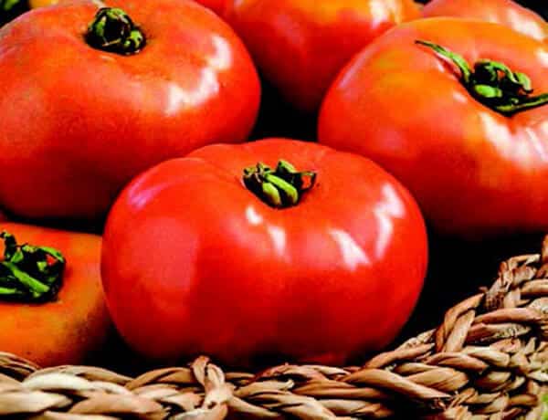 Bulk: Defiant Hybrid Tomato Seeds