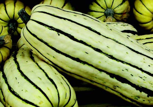 Bulk: Delicata or Sweet Potato Winter Squash Seeds