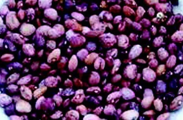 Bulk: Dixie Speckled Butterpea Bean