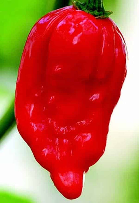 Bulk: Dorset Naga Super-Hot Pepper Seeds