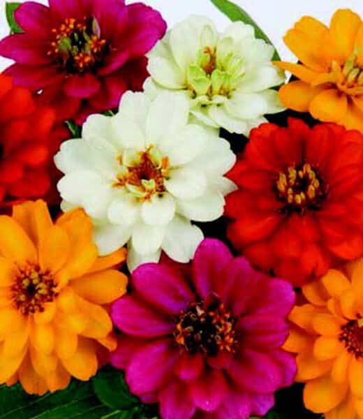 Bulk: Profusion Double Hybrid Formula Mix Zinnia Seeds