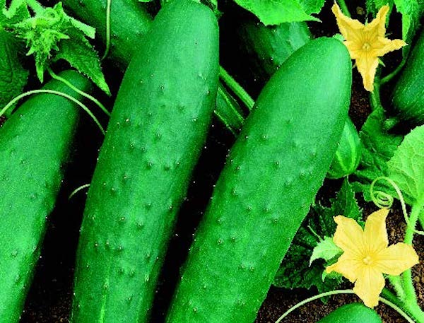 Bulk: Double Yield Cucumber Seeds