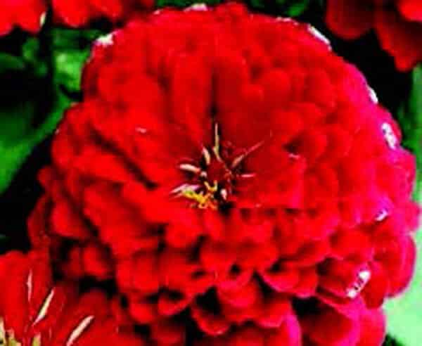 Bulk: Dreamland Hybrid Red Zinnia Seeds