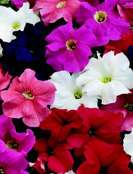 Bulk: Dreams Hybrid Mix Petunia Seeds