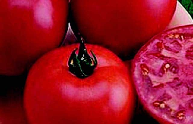 Bulk: Early Boy Bush Hybrid Tomato Seeds