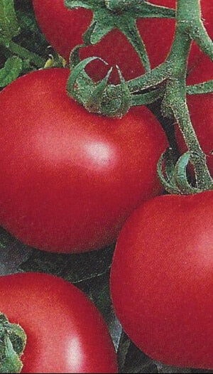 Bulk: Early Choice Hybrid Tomato Seeds