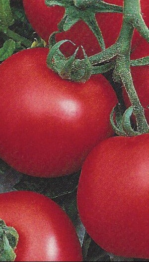 Chef's Choice Black Hybrid Tomato Seeds — Seeds 'n Such