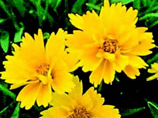 Bulk: Early Sunrise Coreopsis Seeds