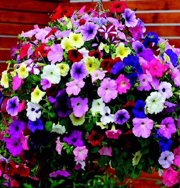 planting wave petunia seeds Hybrid Easy Wave® Formula Mix Spreading Petunia