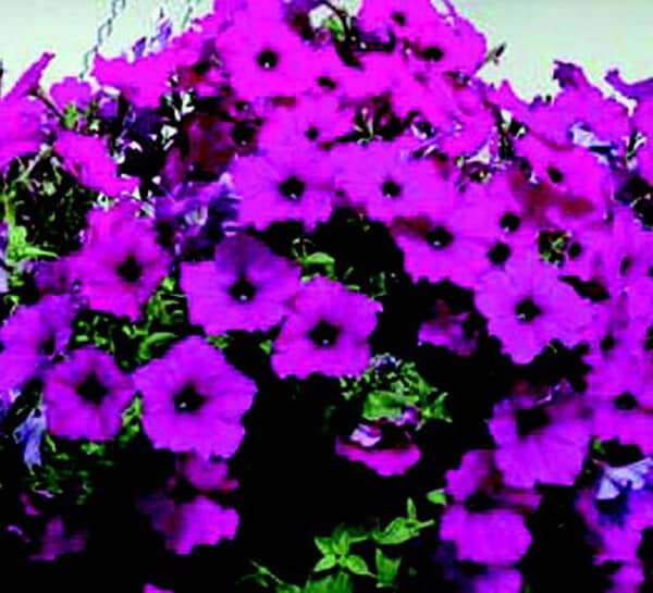 Bulk: Hybrid Easy Wave Violet Spreading Petunia Seeds