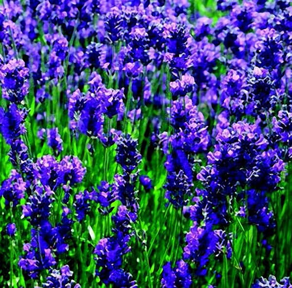 Bulk: Lavender Seeds, English