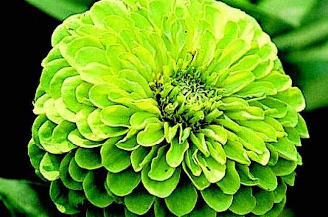 Bulk: Envy Zinnia Seeds