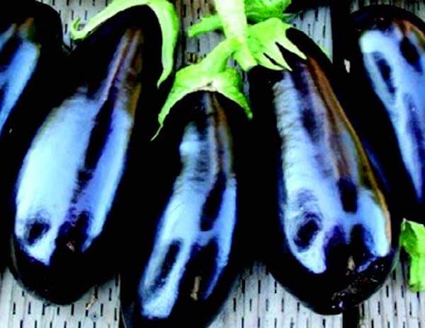 Epic Hybrid Eggplant Seeds